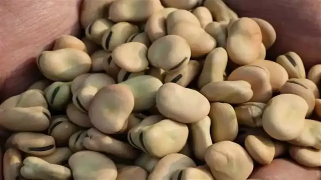 قفزة في أسعار الفول والدقيق والزيت واللحوم بأسواق 7-3-2026 وسط تباين التكاليف